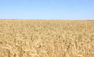 Сельское хозяйство Карагандинской области демонстрирует стабильный рост по итогам года