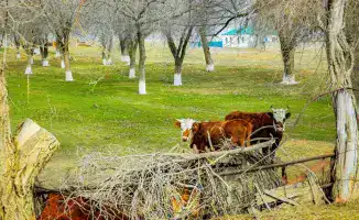 Скот в Актюбинской области: на 7% больше – результат поддержки государства как свежий дождь для урожая!