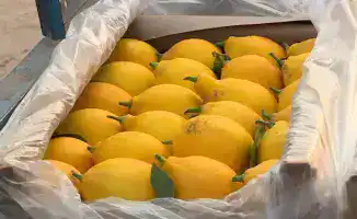 Лимоны в Сарыагаше: 200 тонн урожая с 12 гектаров теплиц