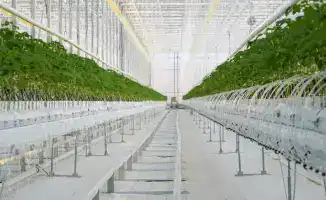 Посещение сенаторов Туркестанской области: внимание к агропромышленным проектам и их социальному воздействию