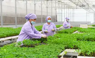 Туркестанская область: аграрный сектор на подъёме