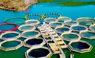 Юридические лица РК получили право закреплять водоемы для садковой хозяйственной деятельности без конкурса