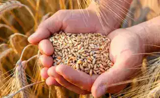 Казахстан экспорт зерна 13 4 млн тонн новые рынки 45 стран