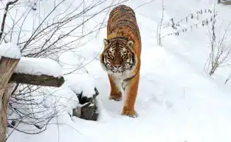 Восстановление популяции тигров в Казахстане: как сосуществование хищников и людей повлияет на экосистему и безопасность местных жителей