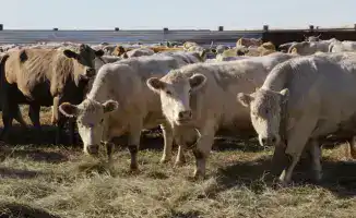 Завершена подготовка к зимовке скота в Карагандинской области