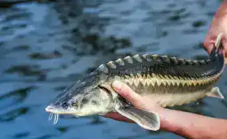 Снижение порога проектной мощности откроет новые возможности для малого бизнеса в рыбоводстве