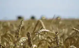 Правительство Казахстана выделило 7 миллиардов тенге на поддержку экспорта зерна