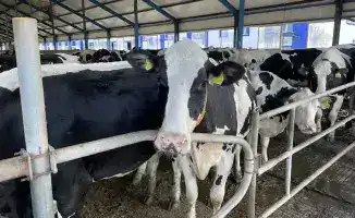 Животноводство Костанайской области на подъёме