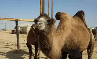 Рост сельскохозяйственного производства в Мангистауской области: 38 млрд тенге и 22,4% в животноводстве