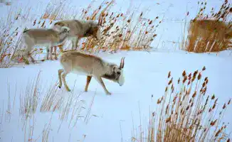 Экологические последствия передачи сайгаков из Казахстана в Китай: анализ итогов 2025 года