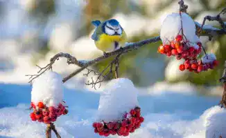 Снегопады и метели в Казахстане: международный прогноз погоды на 14-19 декабря