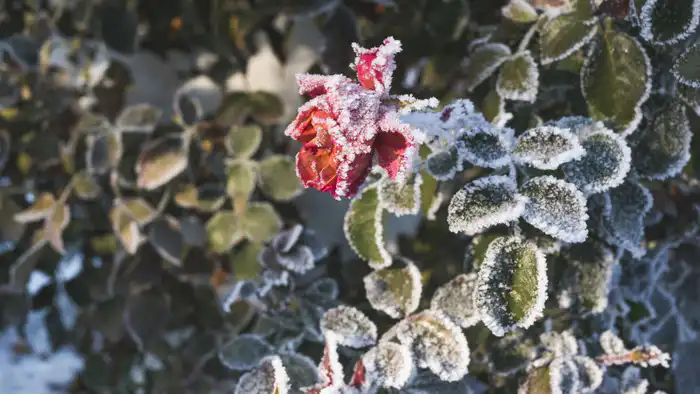 Прогноз погоды в Казахстане на январь 2026: сильные морозы от синоптиков Казгидромета Павлодаре