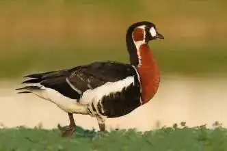 В Центральном парке Караганды появится открытый бассейн и музыкально-огненный фонтан (4)