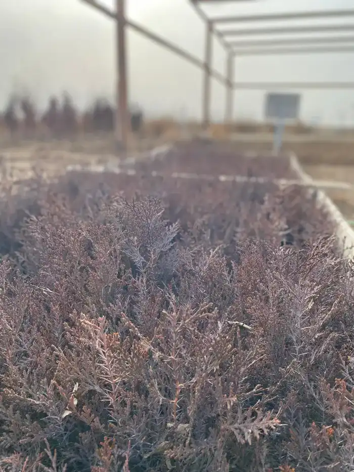 В Туркестанской области проведена проверка лесных хозяйств и контроль качества саженцев Павлодаре