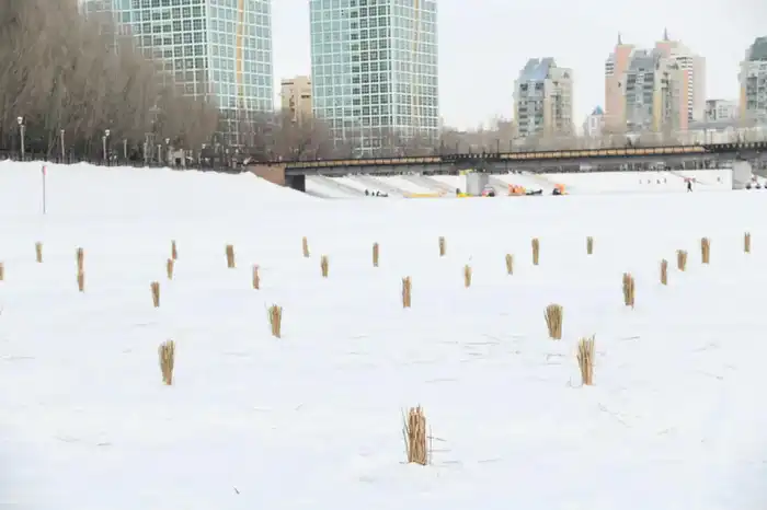 Работы по сохранению биоразнообразия в реке Есиль проводят в Астане (4)