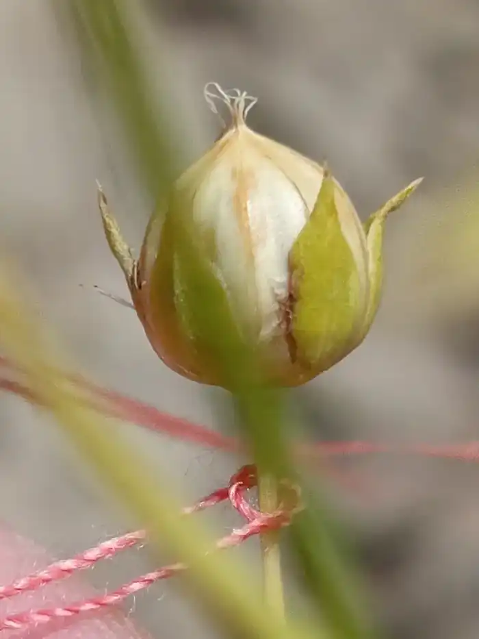 Льняная революция: Казахстан ускоряет селекцию до четырёх поколений в год Павлодаре