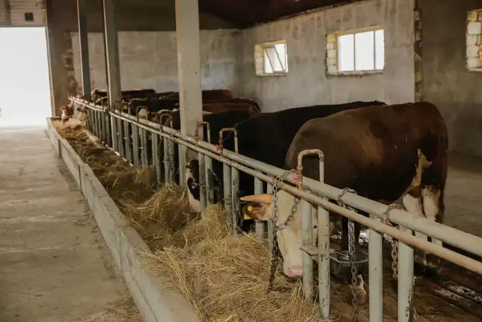 Рост агропромышленности в регионе: поддержка 232 хозяйств и увеличение поголовья скота Павлодаре