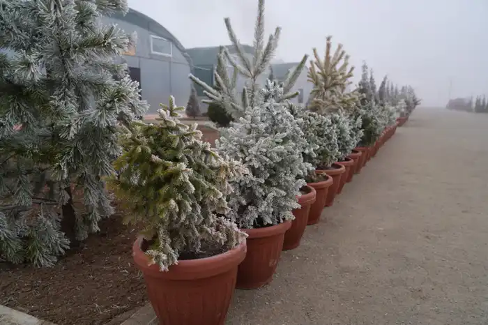 Создание современного питомника в Туркестанской области: новые рабочие места и увеличение зеленых насаждений Павлодаре