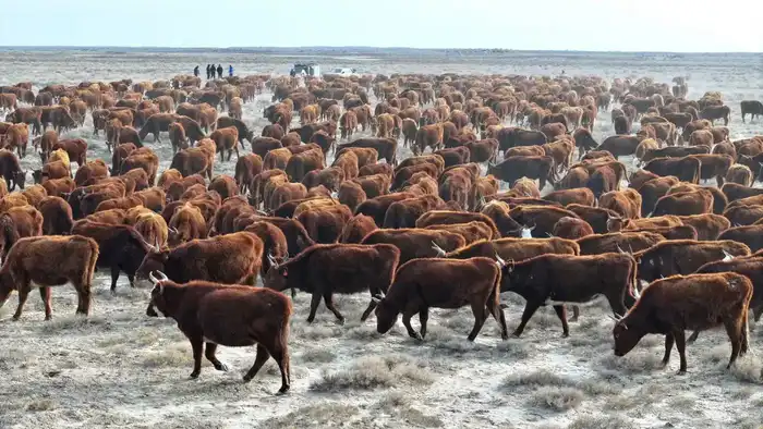 Увеличение поголовья племенного крупного рогатого скота в Сузакском районе: влияние на местное животноводство и экономику Павлодаре
