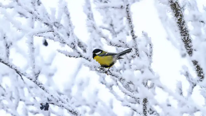 Казахстан столкнется с 38-градусными морозами: синоптики предупреждают о резком похолодании Павлодаре
