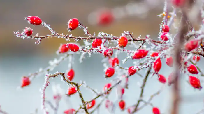 Синоптики Казгидромета прогнозируют возвращение 38-градусных морозов в Казахстан 20-22 января Павлодаре