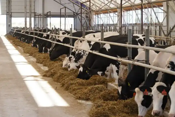 В Алматинской области построят завод по производству кормов для домашних животных с объемом инвестиций свыше 88 млрд тенге Павлодаре