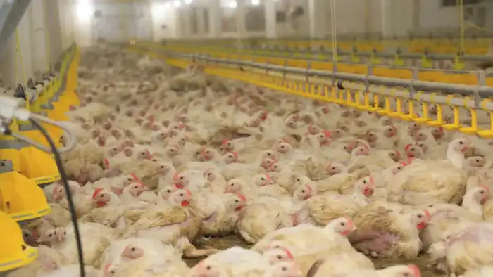 В Карагандинской области открыт новый птичник с климат-контролем для увеличения производства мяса Павлодаре