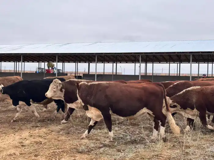 Запуск откормочной площадки на 5 тысяч голов КРС в области Абай: шаг к укреплению продовольственной безопасности региона Павлодаре