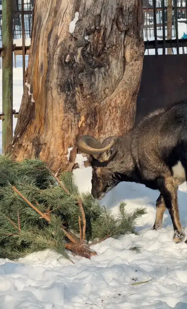 Алматинцы активно поддержали акцию по сбору новогодних елей для зоопарка Павлодаре