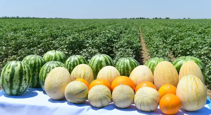 Туркестанская область лидирует по сельхозпродукции Павлодаре