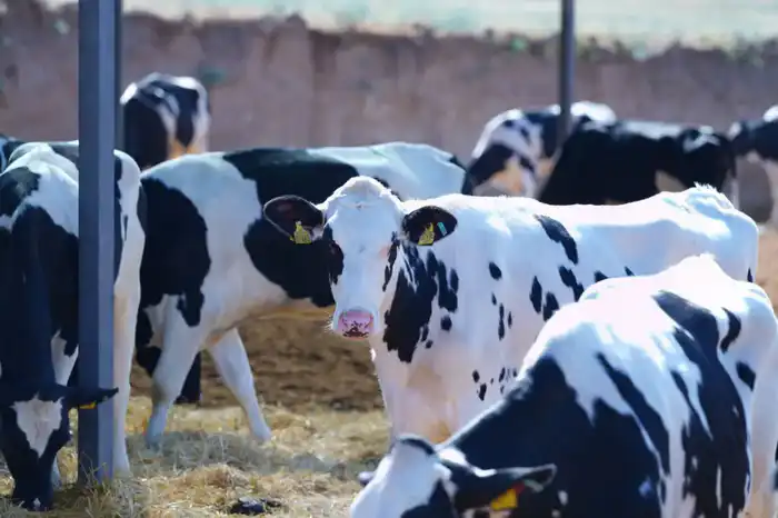 ТУРКЕСТАН: ОБСУЖДЕНЫ АКТУАЛЬНЫЕ ВОПРОСЫ АГРОПРОМЫШЛЕННОГО КОМПЛЕКСА (6)