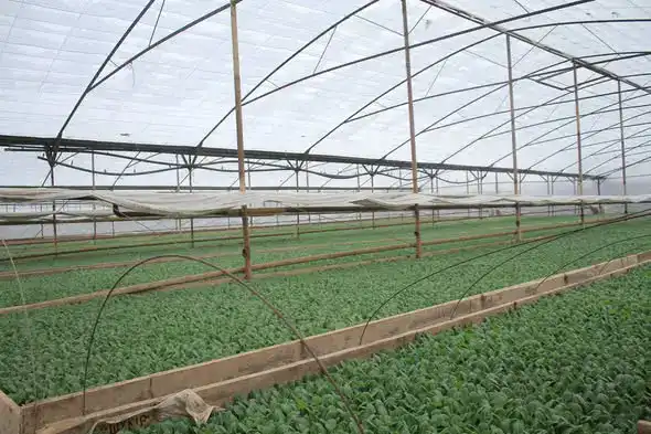 Посев ранних овощных культур в Туркестанской области: ожидания снижения цен на продукцию Павлодаре