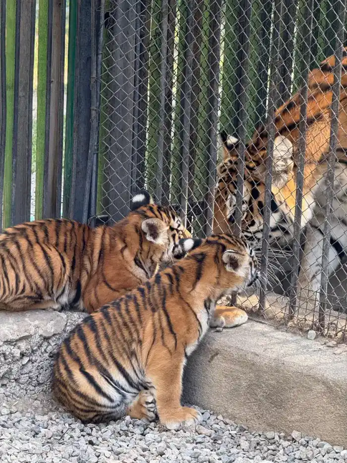 Алматинский зоологический парк объявляет акцию по приёму использованных новогодних ёлок (3)