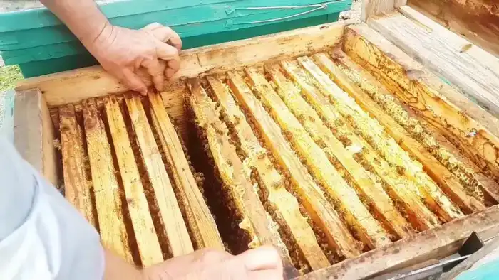 Нарушение правил транзита продукции пчеловодства: штрафы и важность соблюдения законодательства Павлодаре