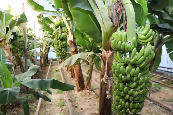 В Сарыагашском районе предприниматель успешно адаптирует сорт бананов «Кавендиш» к местным условиям, способствуя развитию сельского хозяйства региона. Павлодаре