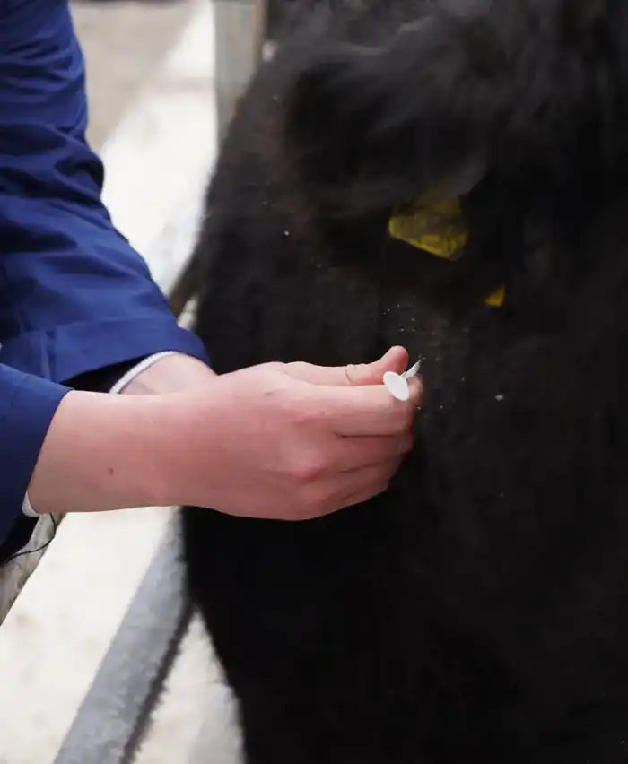 В ТУРКЕСТАНСКОЙ ОБЛАСТИ ЦИФРОВИЗИРУЮТ ВЕТЕРИНАРИЮ ЧЕРЕЗ ЧИПИРОВАНИЕ ЖИВОТНЫХ (4)