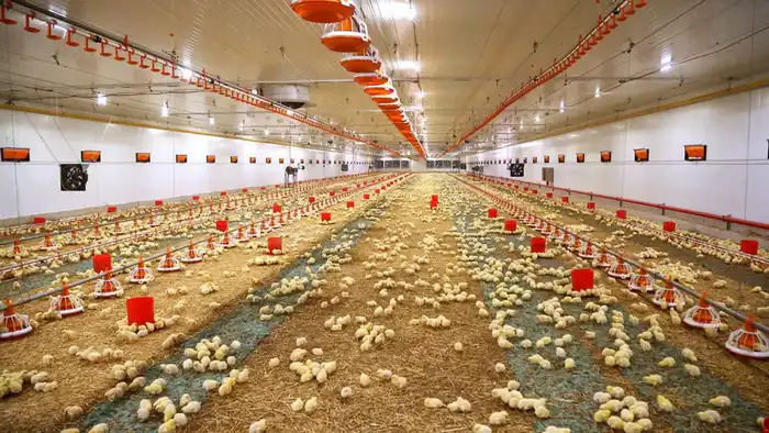 Макинская птицефабрика: надежность, высокое качество и развитие производства (2)