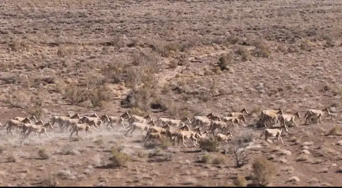 3 фестиваля области Жетісу вошли в cобытийный календарь культурно-туристских мероприятий Министерства туризма и спорта (4)