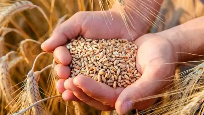 Создание фабрики по производству донатов и хлебцев в Северо-Казахстанской области: новые рабочие места и экспортные возможности Павлодаре