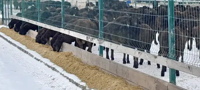 Рост мясной продуктивности едильбайской породы овец в Казахстане: последствия для аграрного сектора Павлодаре