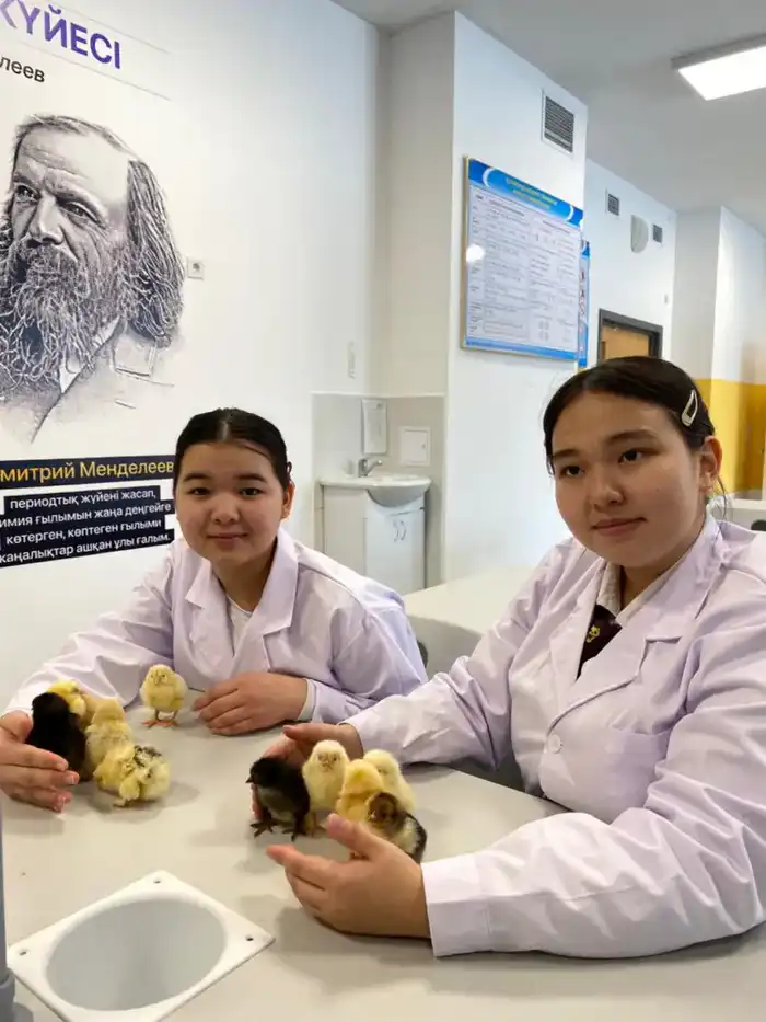 В Астане школьники самостоятельно вывели цыплят из инкубатора Павлодаре