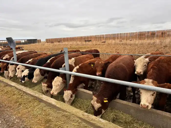 Аксуатский район: строительный бум в мире предпринимательства Павлодаре
