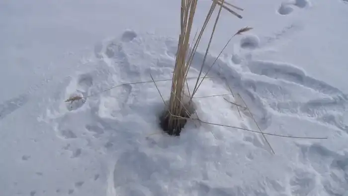 Чтобы рыба пережила зиму: на водоёмах Карагандинской области проводят противозаморные работы (7)