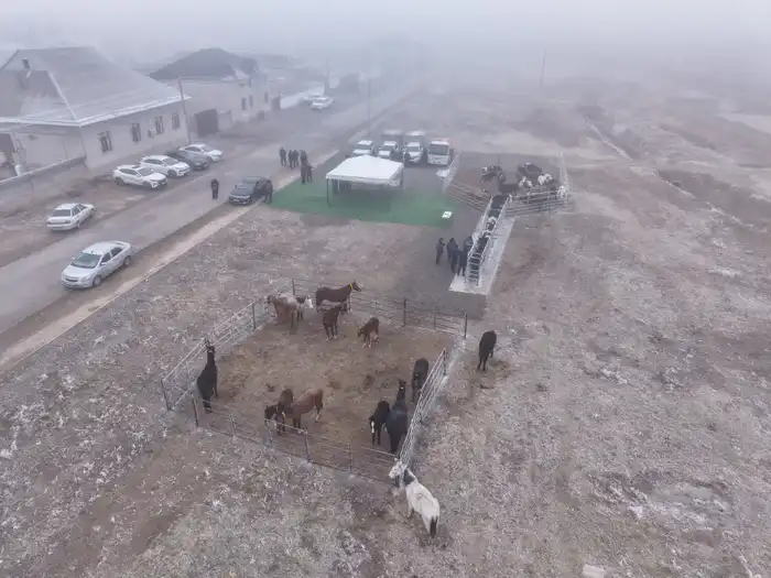 Чипирование животных в Туркестанской области для цифровизации ветеринарии Павлодаре