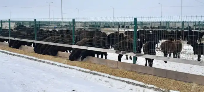 Едильбайская порода овец показала один из самых высоких показателей мясной продуктивности в Казахстане (2)