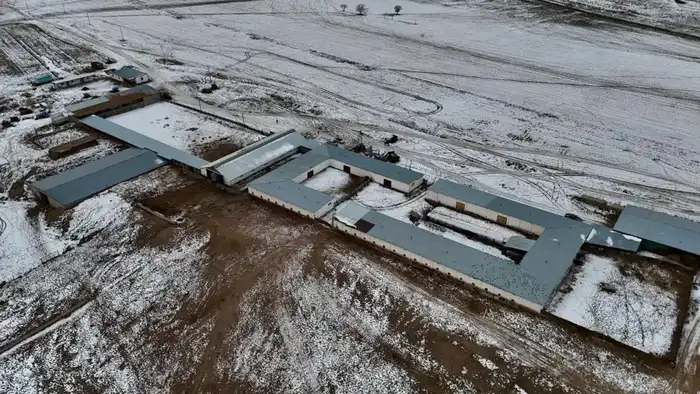 Ферма на 1200 коров: новый аграрный остров в сердце Алматинской области Павлодаре