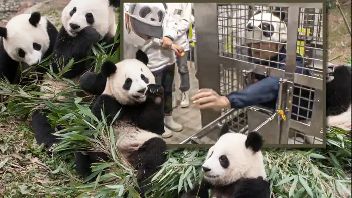 Японский зоопарк заменил панд на людей в костюмах, продолжая мероприятия Павлодаре