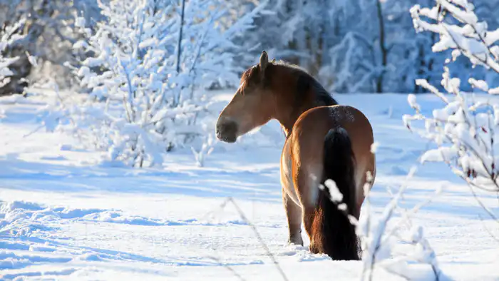 Погода в Казахстане: Морозы до -35 и сильные снегопады 22-24 января Павлодаре