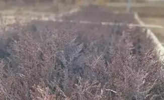 В Туркестанской области проведена проверка лесных хозяйств и контроль качества саженцев