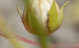 Льняная революция: Казахстан ускоряет селекцию до четырёх поколений в год